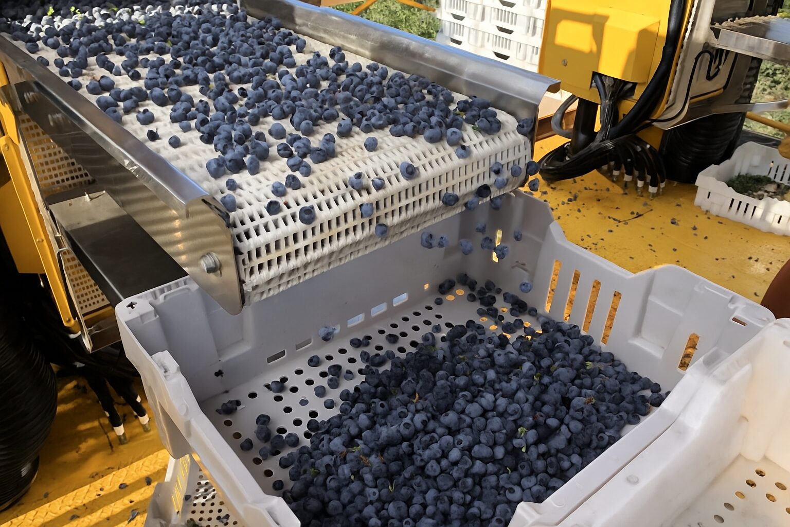 A Comparative Guide to Drying Blueberries Using Various Techniques