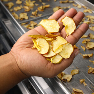 Hand holding thin dried apple slices over a stainless steel drying tray filled with dehydrated apple pieces.