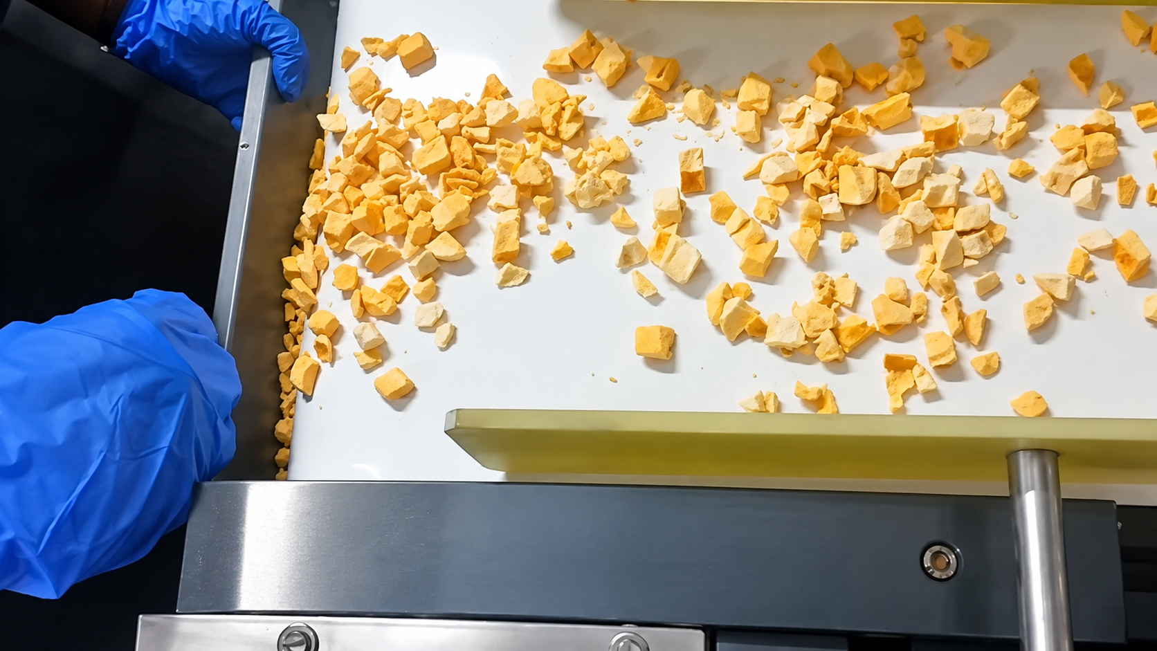 Food processing conveyor belt carrying dried yellow food pieces, with an operator wearing blue protective gloves inspecting the material on a stainless steel industrial processing line, cold atmospheric plasma.